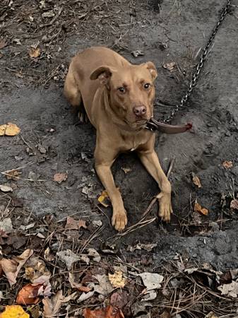 Female Pit Bull Terrier