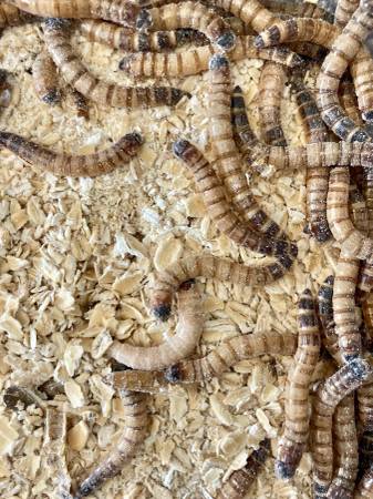 LIVE SUPERWORMS (FEEDERS) – LOWER PRICES