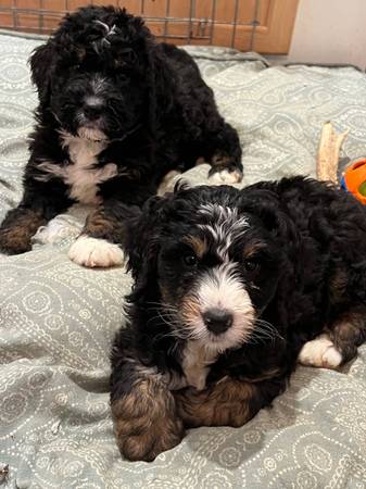 Bernedoodle puppy