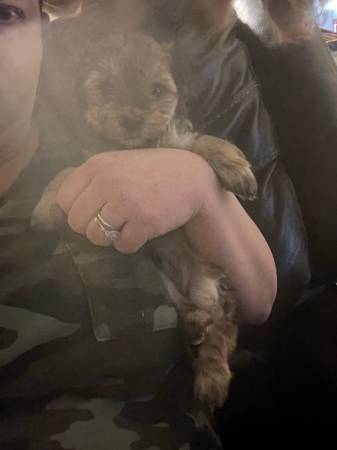 yorkiepoo puppy born 1-9-23