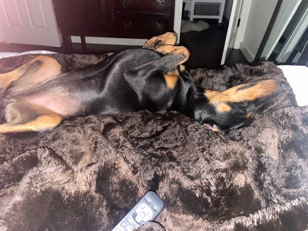 Rehoming 6 month old female Doberman