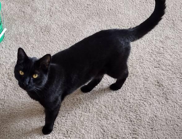 Black cat for rehome