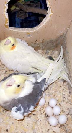 cockatiel pairs