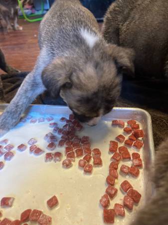 german shephard pit mix pups