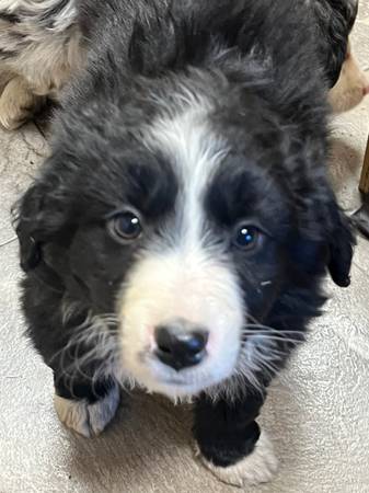 Miniature Australian Shepherd