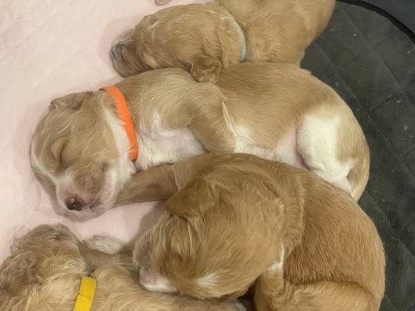 Goldendoodles ready for forever home