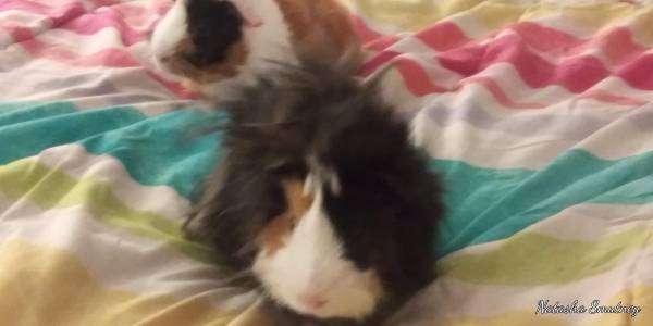 Guinea pigs free