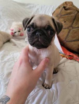 Akc pug puppy