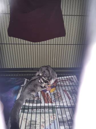 2 male sugar gliders for sale