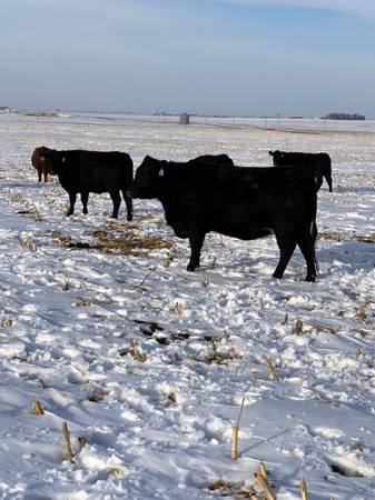 3 and 4 year old bred cows