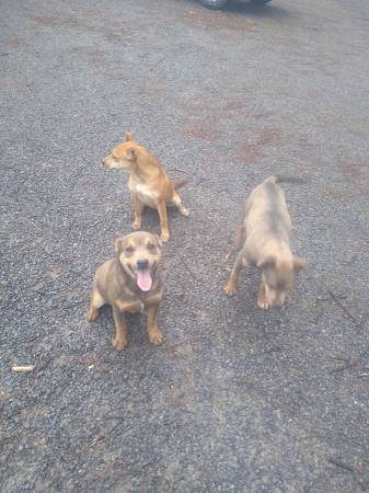 3 little rescue puppies