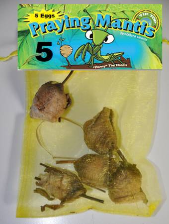 5 Praying Mantis Egg + FREE Hatching Habitat Bag