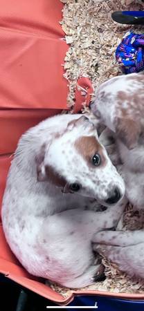 Heeler puppies