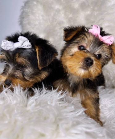 teacup yorkie puppies