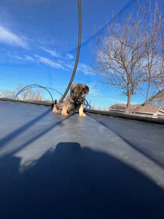 German/ Caucasian Shepherd Puppy