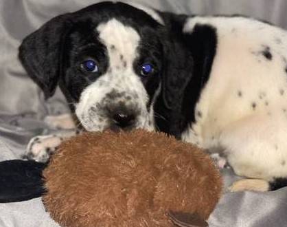 Dalmatian cross puppies