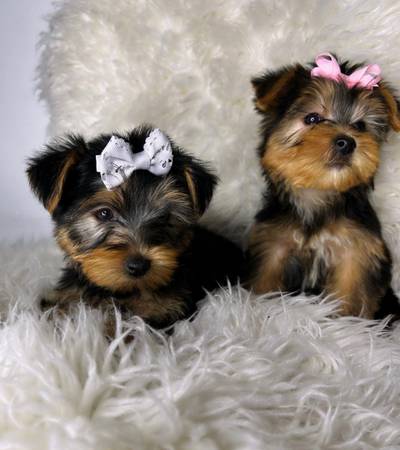 teacup yorkie puppies