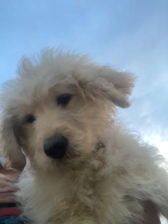 Goldendoodle pup