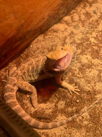 young bearded dragon