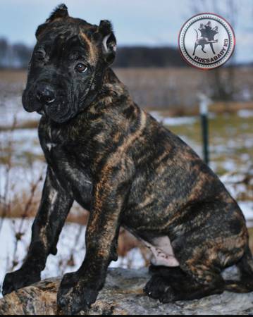 Presa canario pups (Guard Dog)