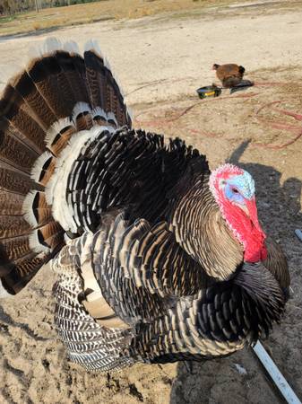 Narragansett turkeys