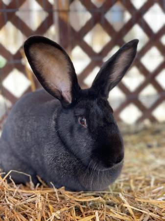 Pedigreed Flemish Giant Rabbits for Rehoming