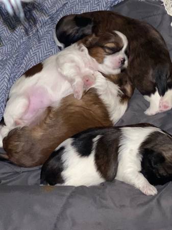 Shih tzu pups