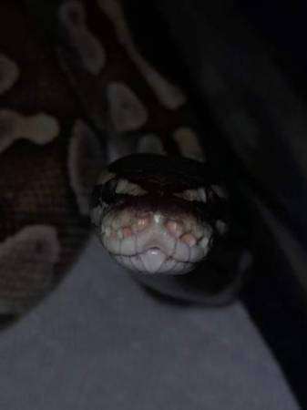 ball python