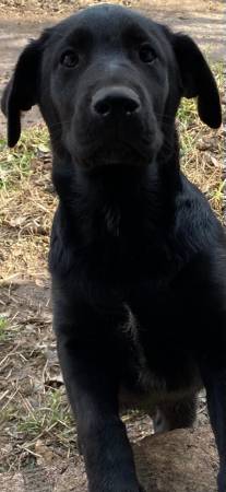 bordercollie lab mix sweetheart