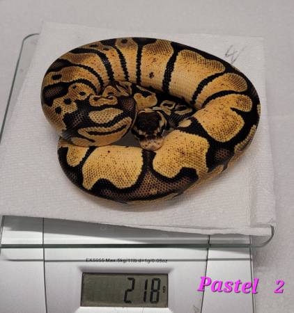 Rehoming ball pythons