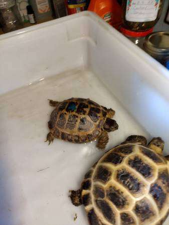 Russian Tortoise Pair