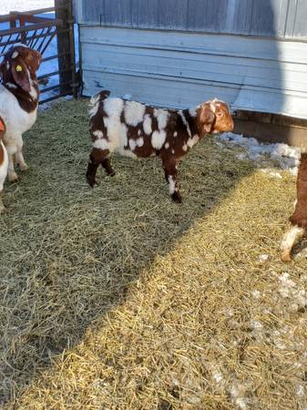 Commercial Boer Goat Doelings