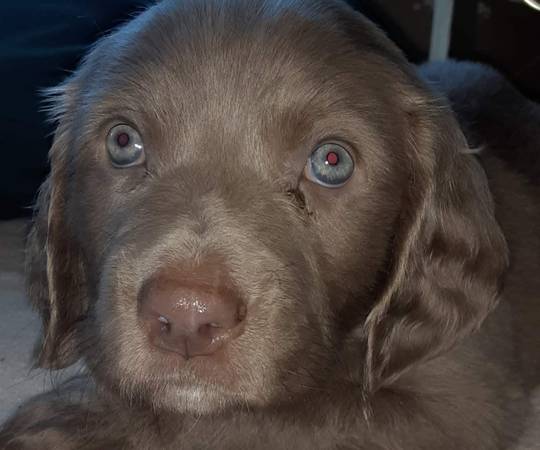 Weimaraner puppies ready now