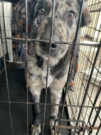 Catahoula/Australian Shepherd Mix