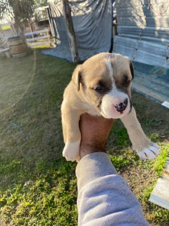 Mixed puppies