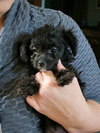 2 toy poodle puppies