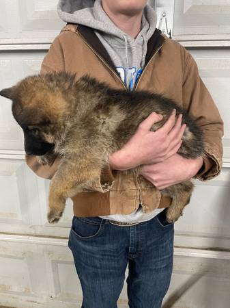 AKC German Shepherd females