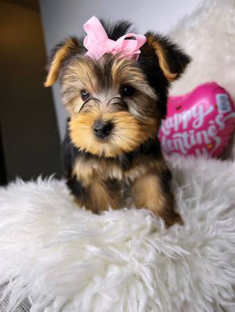 teacup yorkie puppies