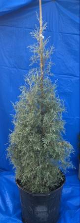 Arizona Cypress