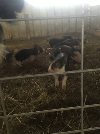 Purebred Berkshire Pigs