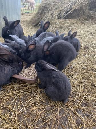 Bunny Rabbits Grey Black Bunnies