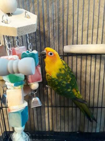 Young Parrot, Sun Conure, believe it’s a male