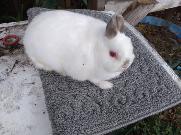 Netherland Dwarf Rabbits for Rehoming $60