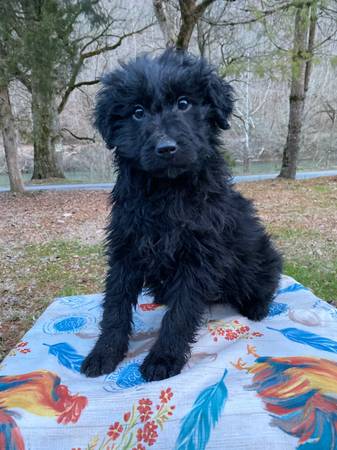 Aussiedoodle