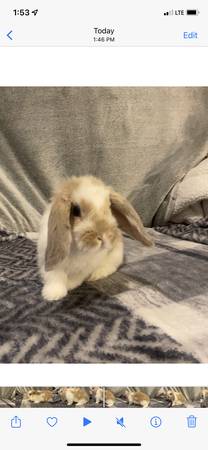 Holland Lop Bunnies