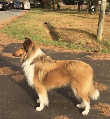 Rough collie