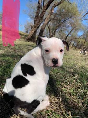 Pitbull x Bully pups