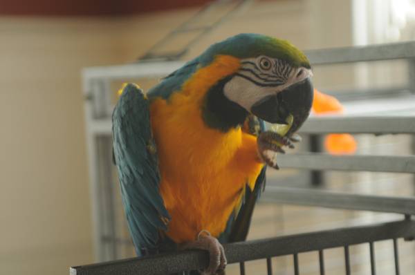 Blue and Gold Macaw.