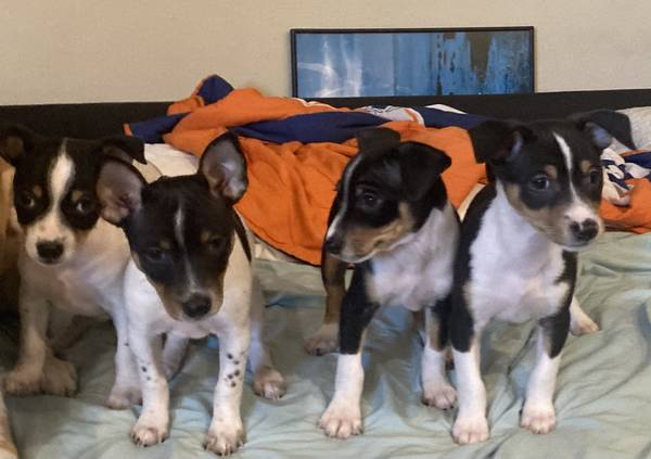 Rat terrier puppies – make an offer