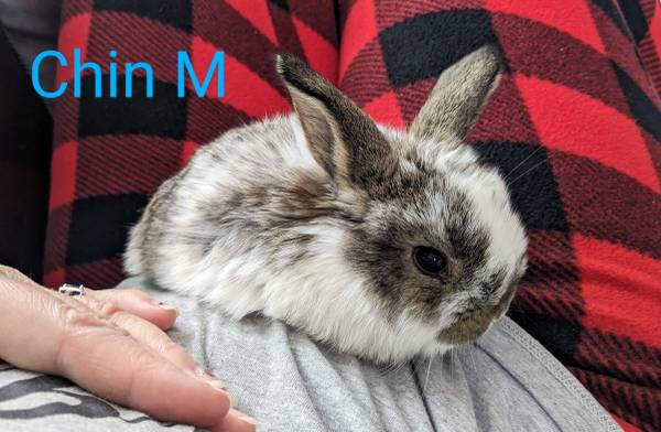 Holland Lop bunnies New Litter! Ready Now!